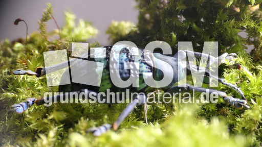 Indonesischer Rüsselkäfer_1.jpg